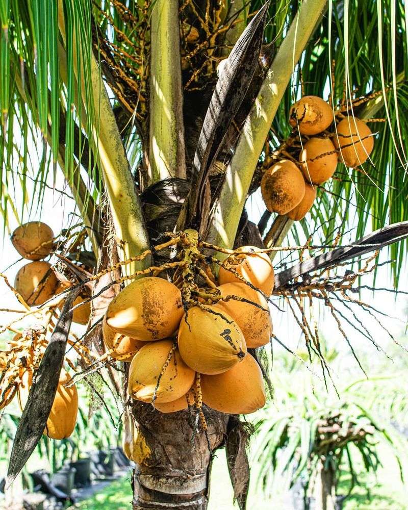 Coconut Palm