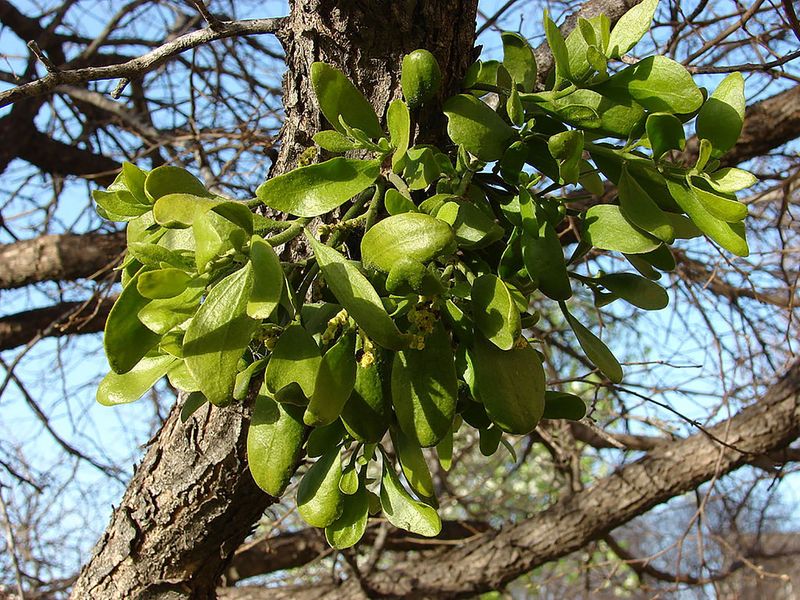 Mistletoe Clumps Grow As Parasitic Plants
