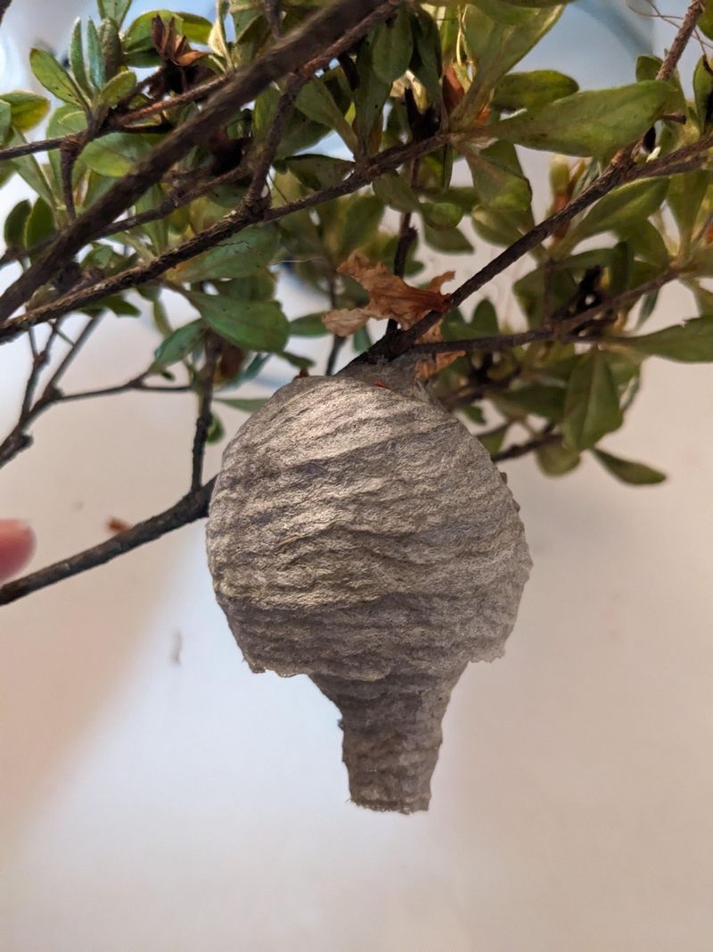 Paper Wasp Nests Under Construction