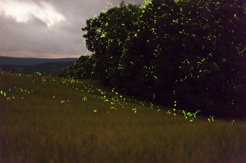 Climate Change Disrupts Their Life Cycles