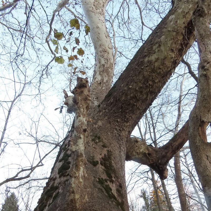 Sycamore Trees