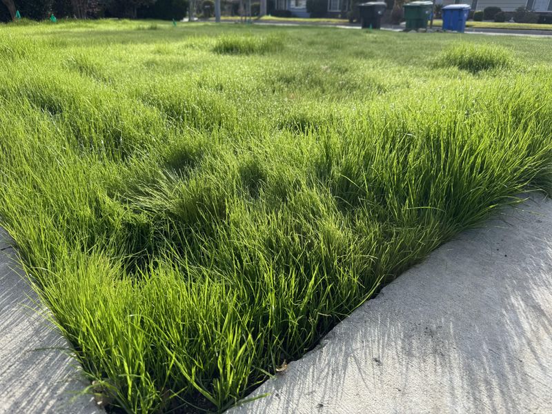Annual Ryegrass