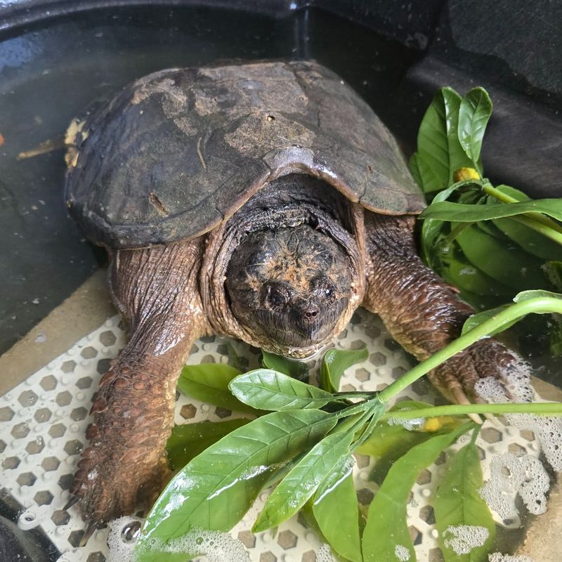 Exercise Extreme Caution With Snapping Turtles