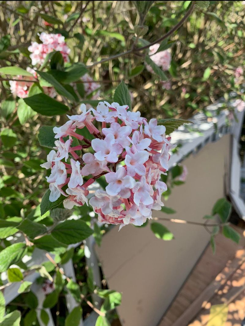 Compact Size Perfect For Smaller Yards