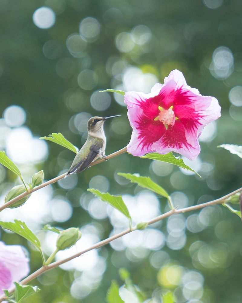 Attracts Butterflies and Hummingbirds