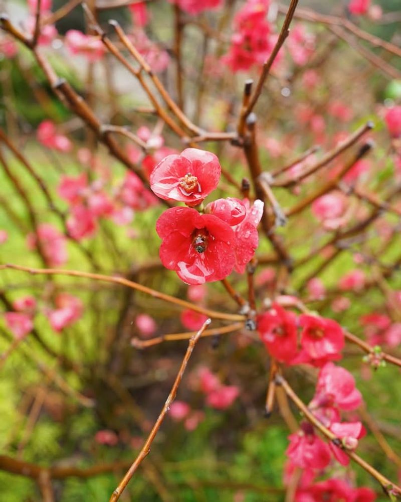 Requires Almost No Maintenance After Planting