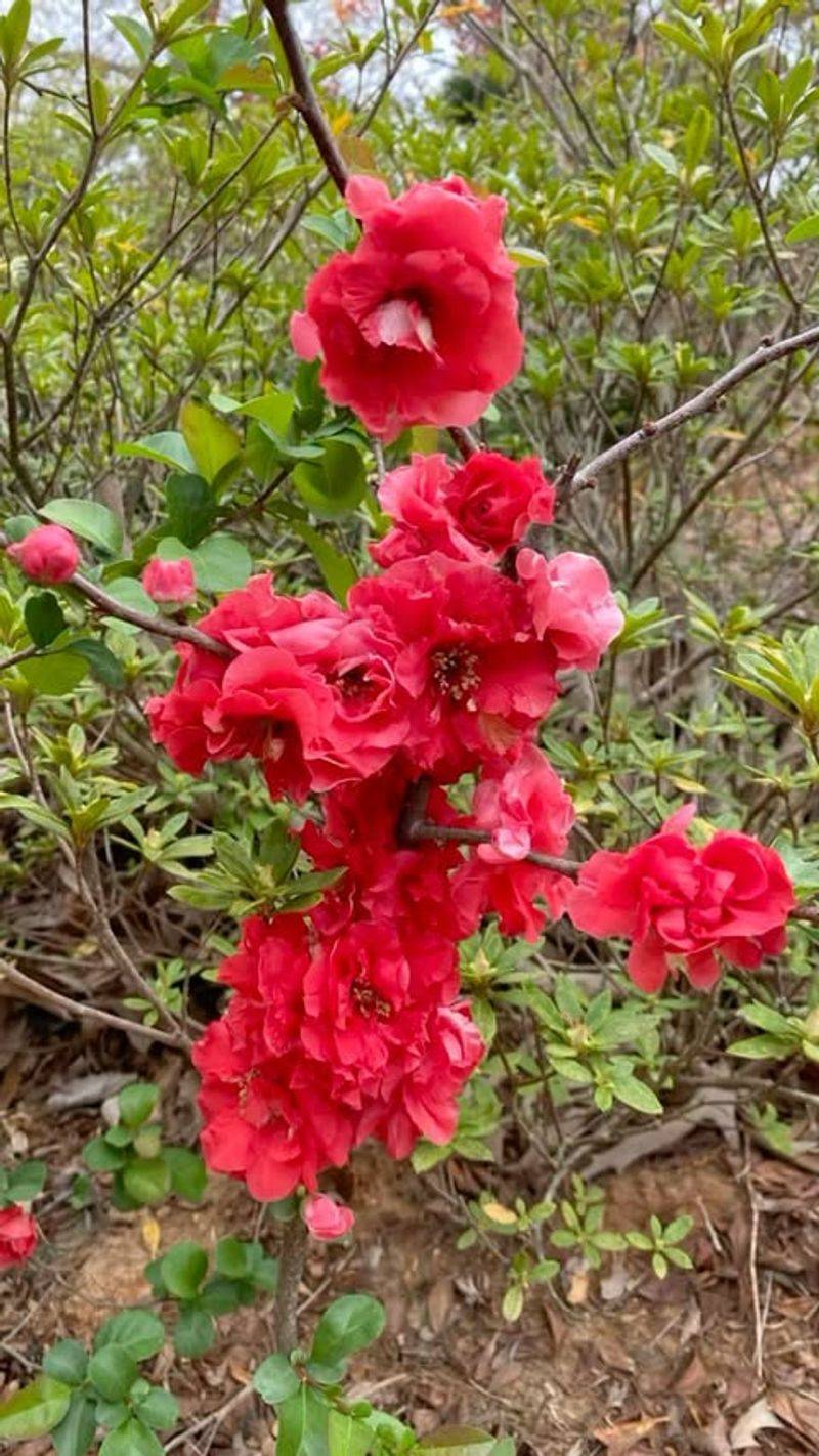 Deer Usually Leave It Alone