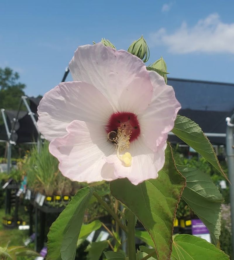Rose Mallow (Hibiscus palustris)