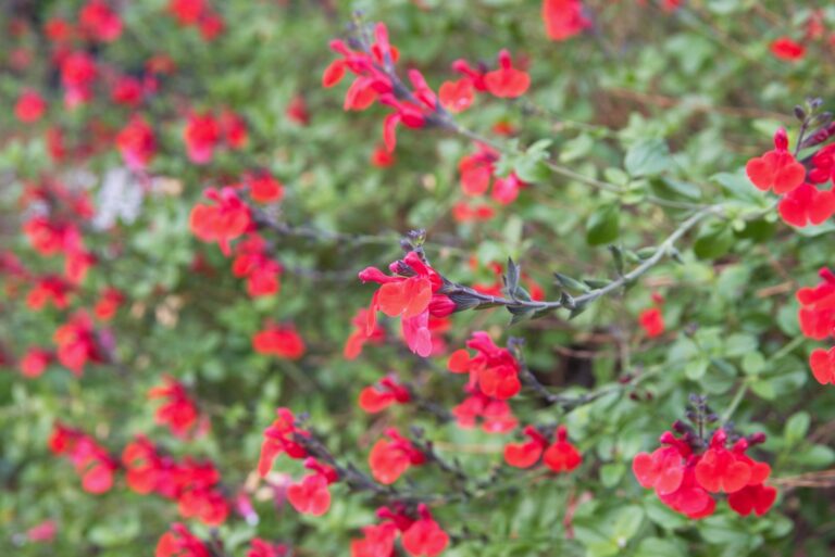 Red autumn sage