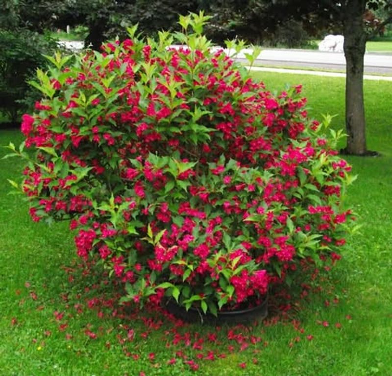 Brilliant Red Flowers That Command Attention