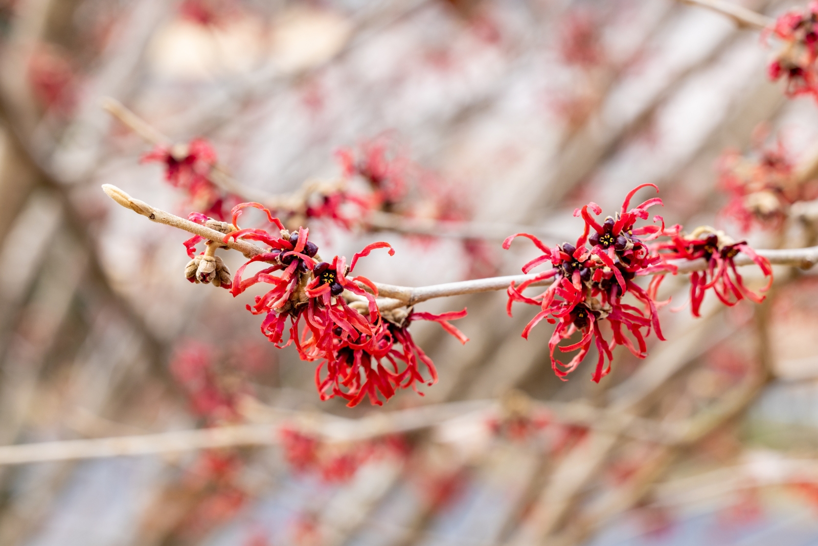 Hardy Shrub That Steals Attention With Red Blooms In Connecticut