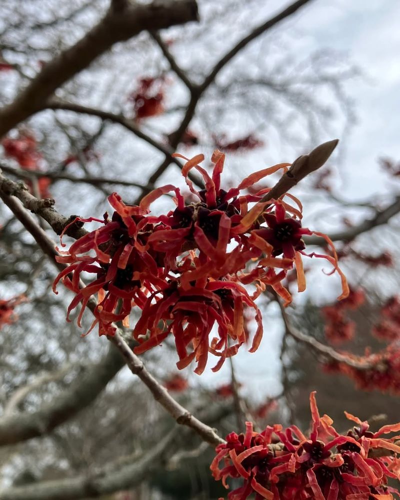 Blooms When Nothing Else Does