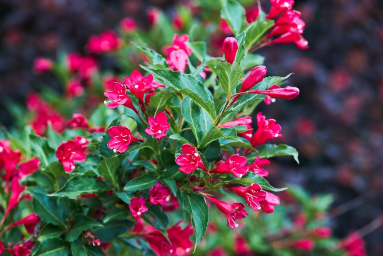 weigela (featured image)