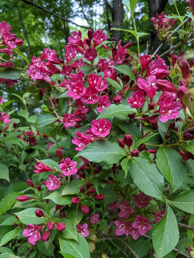 Eye-Catching Pink Flowers That Pop
