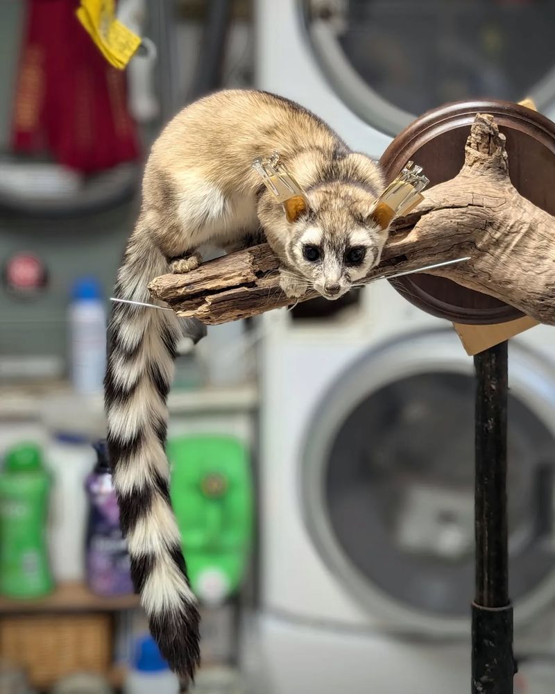 Ringtail Cats