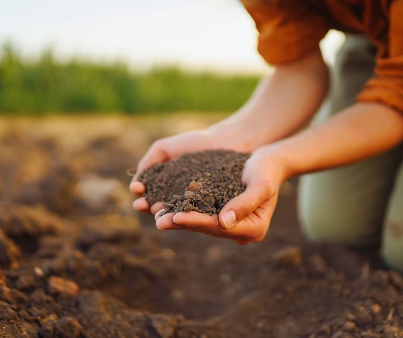 Test And Amend Garden Soil