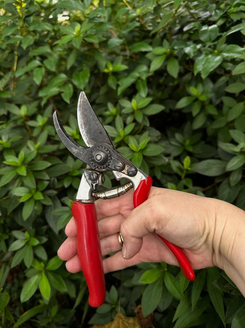 Use Sharp Pruning Shears Instead Of Pulling