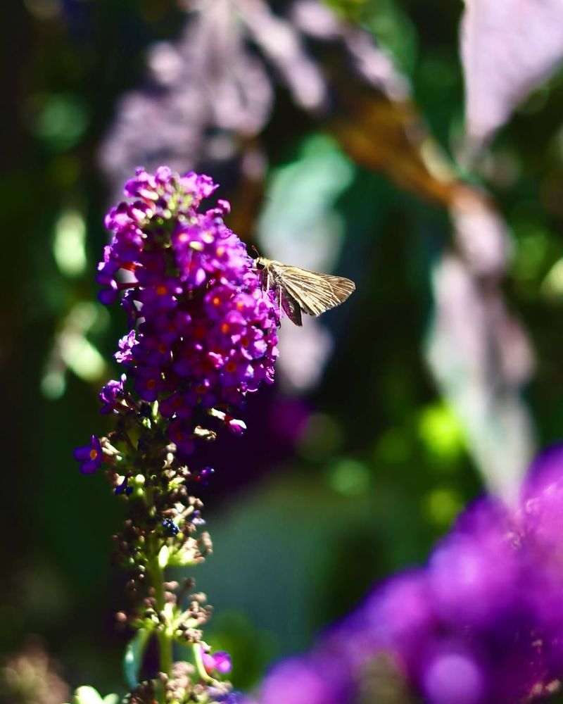 Attracts Beneficial Pollinators To Your Space