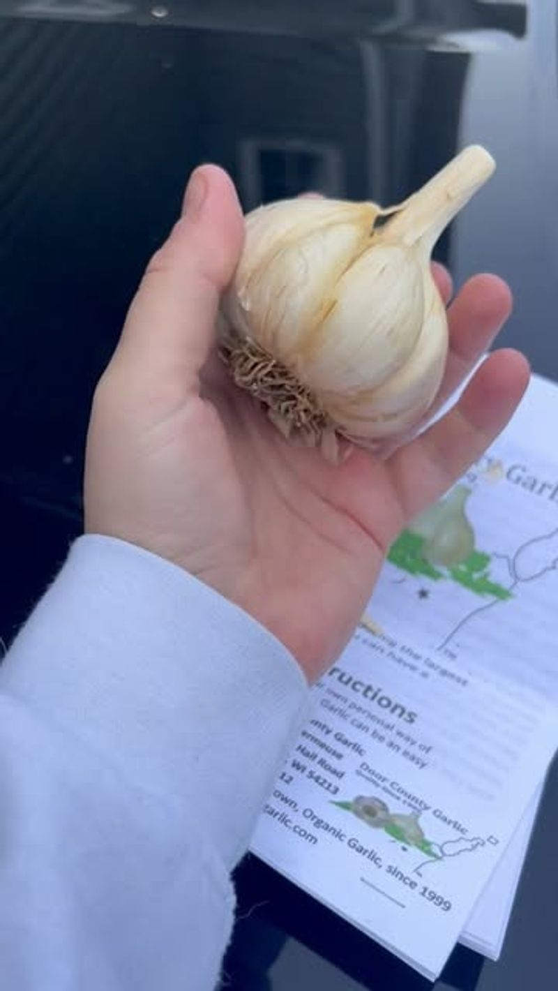 Plant Garlic For Next Year