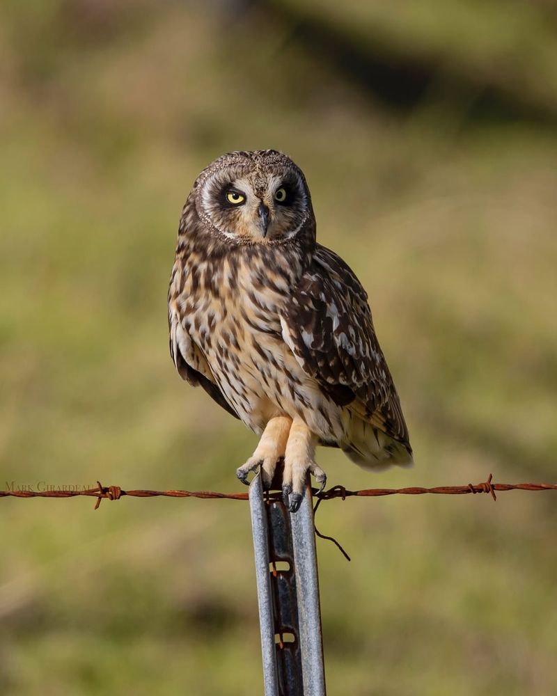 Short-Eared Owl (Pueo)