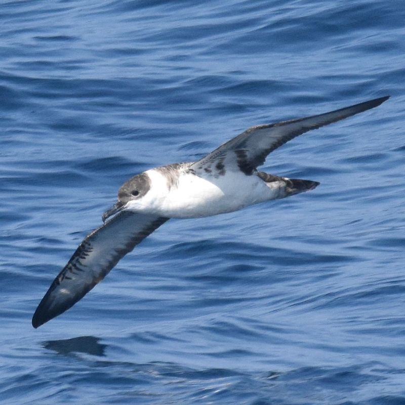 Band-Rumped Storm-Petrel
