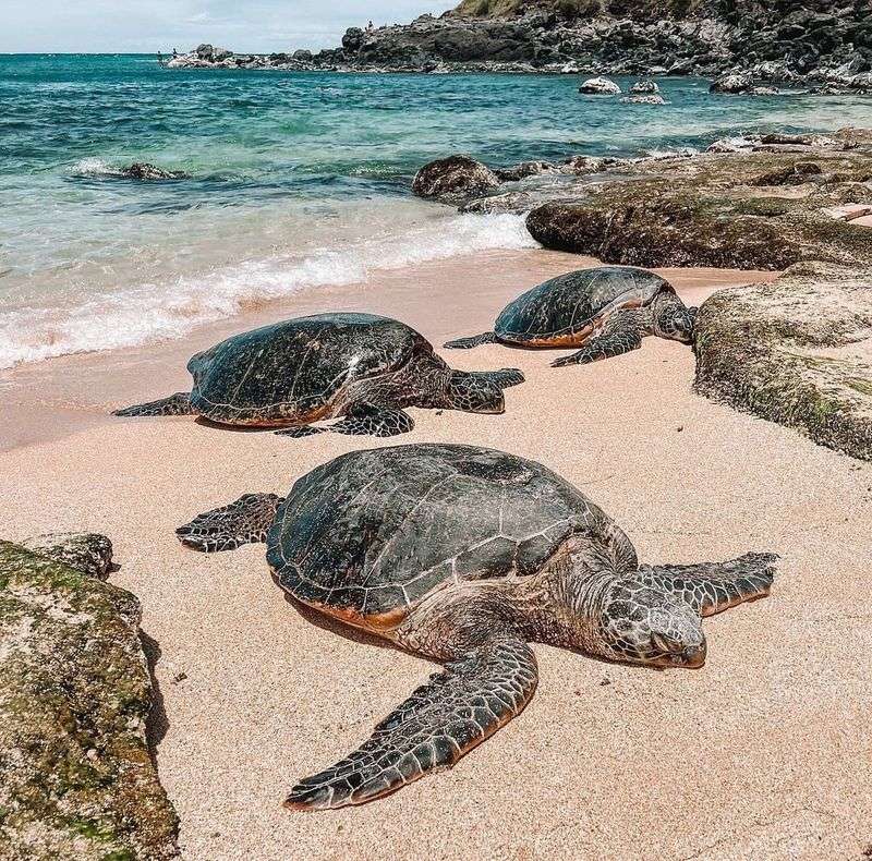 Green Sea Turtle (Honu)