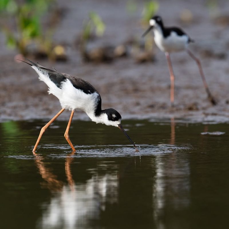 Hawaiian Stilt (Ae'o)
