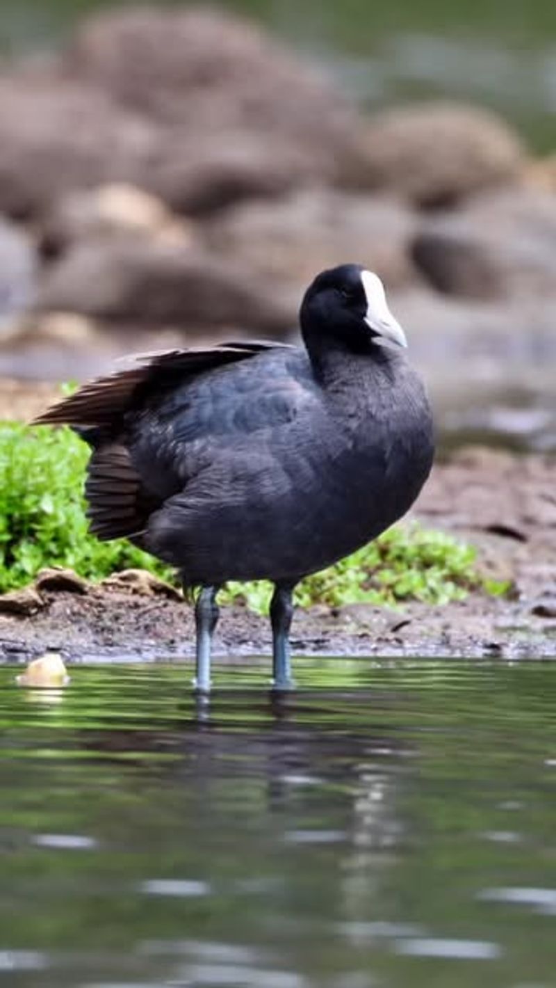 Hawaiian Coot (Alae Ke'oke'o)