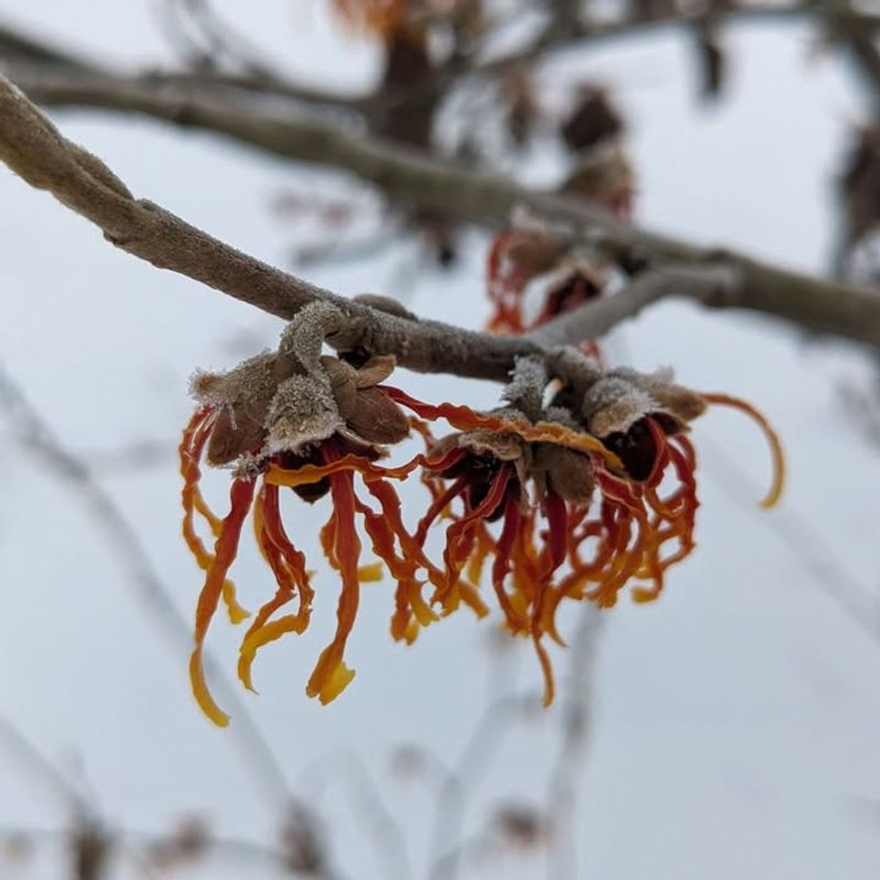 Witch Hazel for Unexpected Blooms