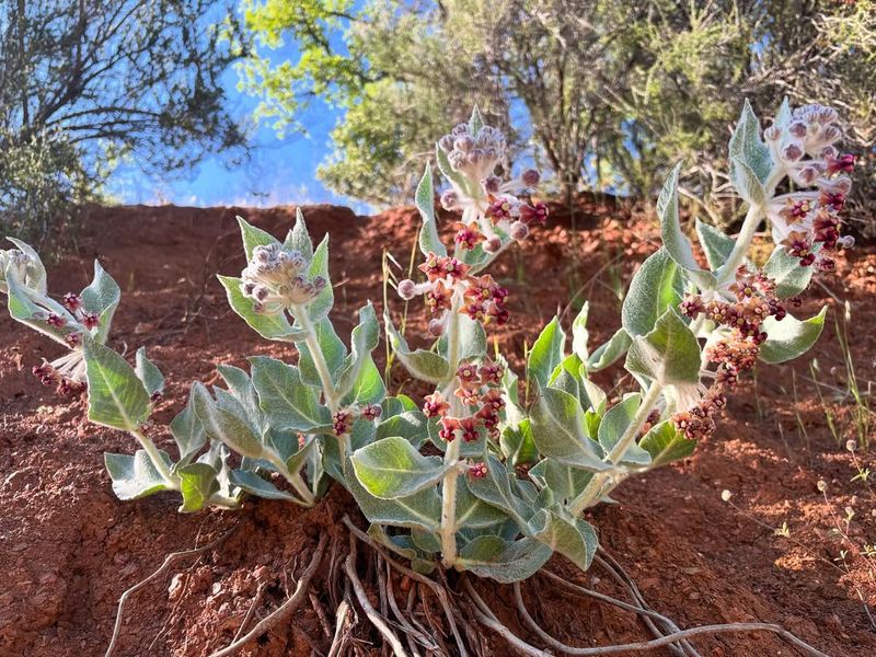 California Milkweed