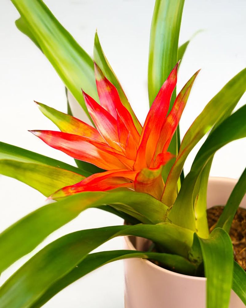 Bromeliad