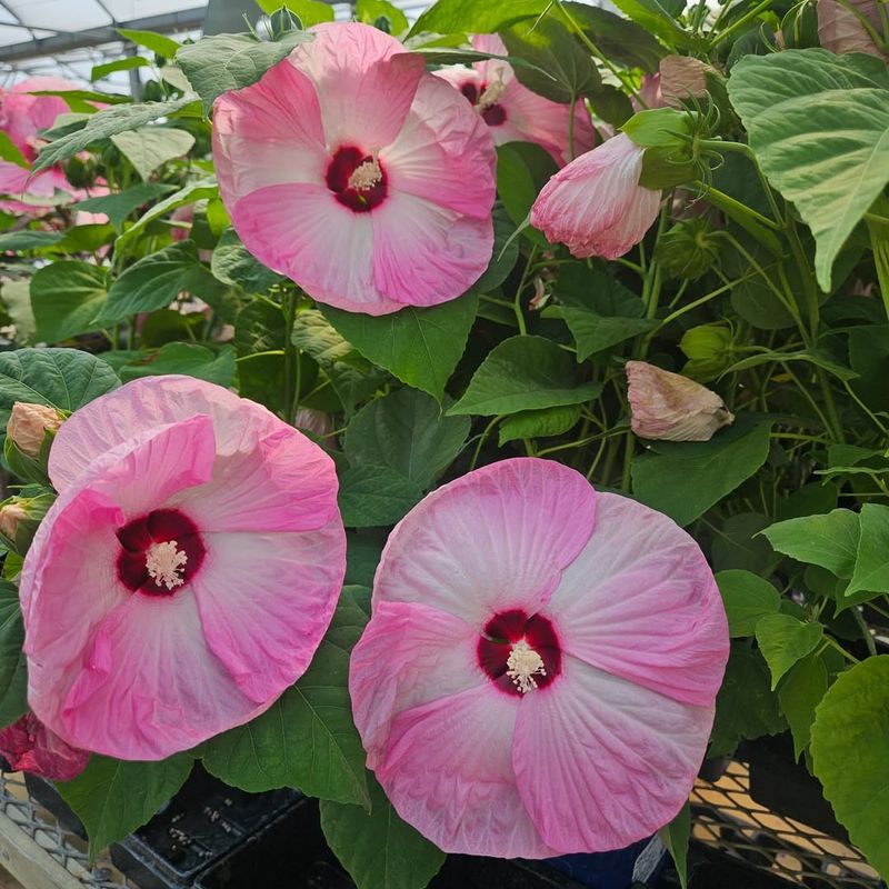Low Maintenance Plants Allow More Time for Bird Watching