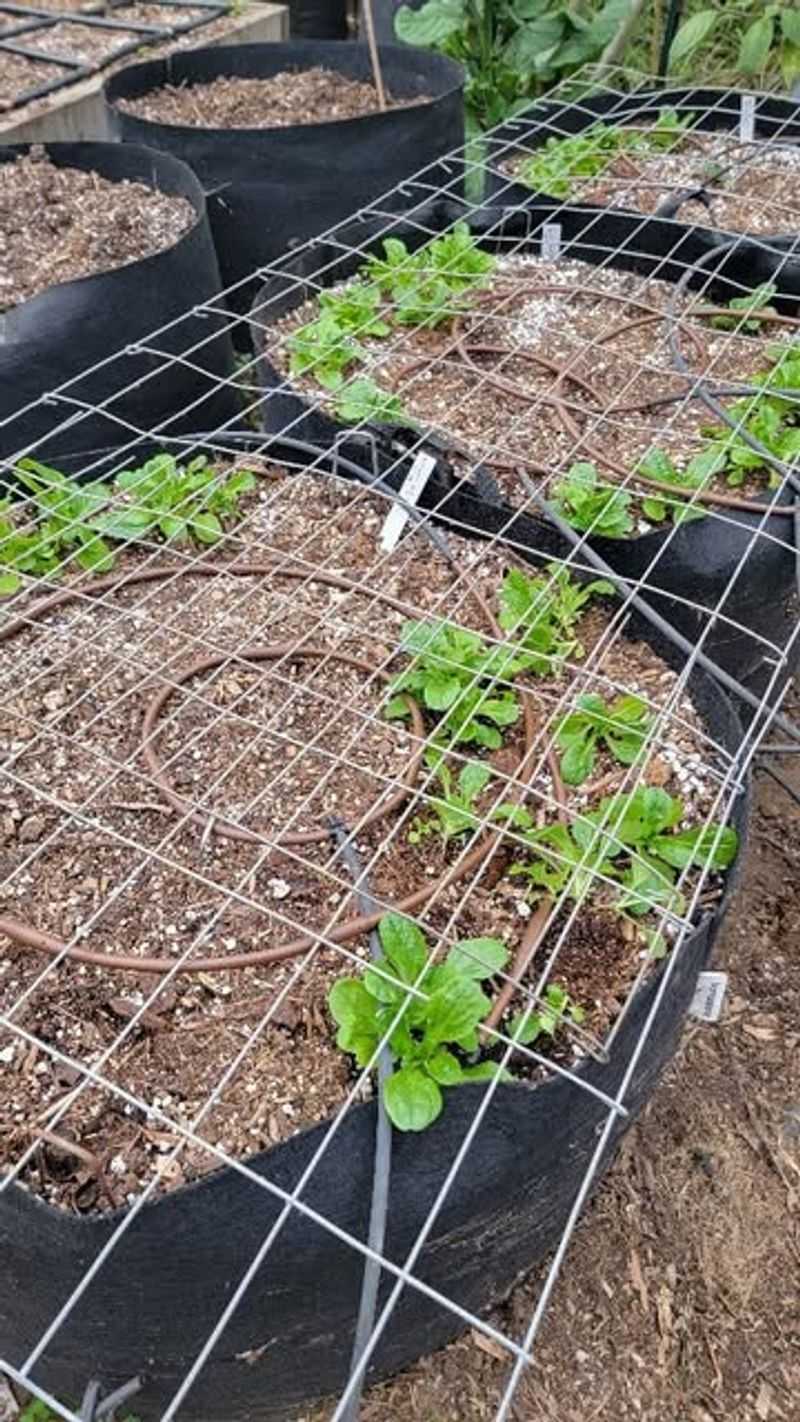 UV-Sensitive Netting That Fades Quickly