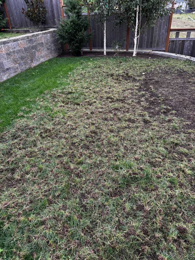 Disease Or Pests Have Damaged Large Sections
