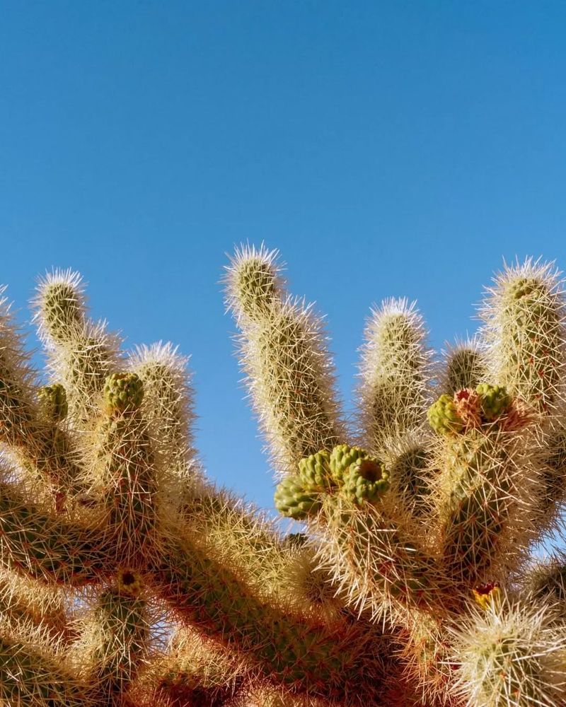 Cholla Cactus