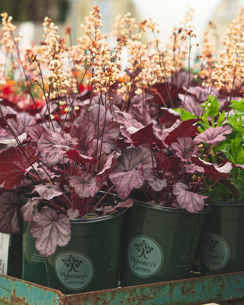 Heuchera (Coral Bells)