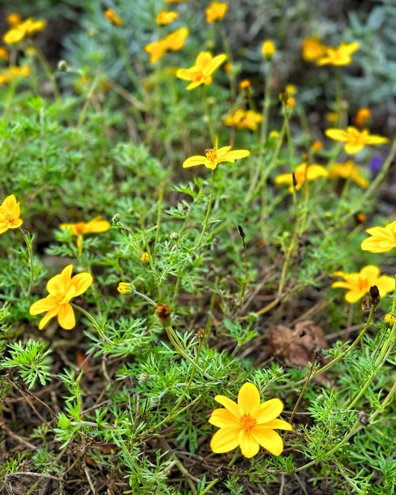 Bidens ferulifolia