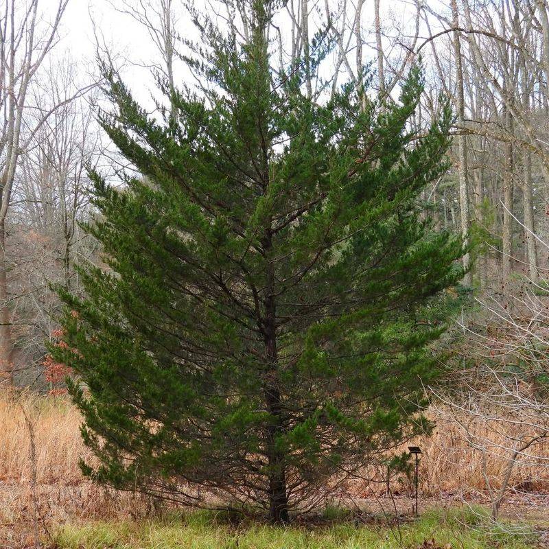 Cedar