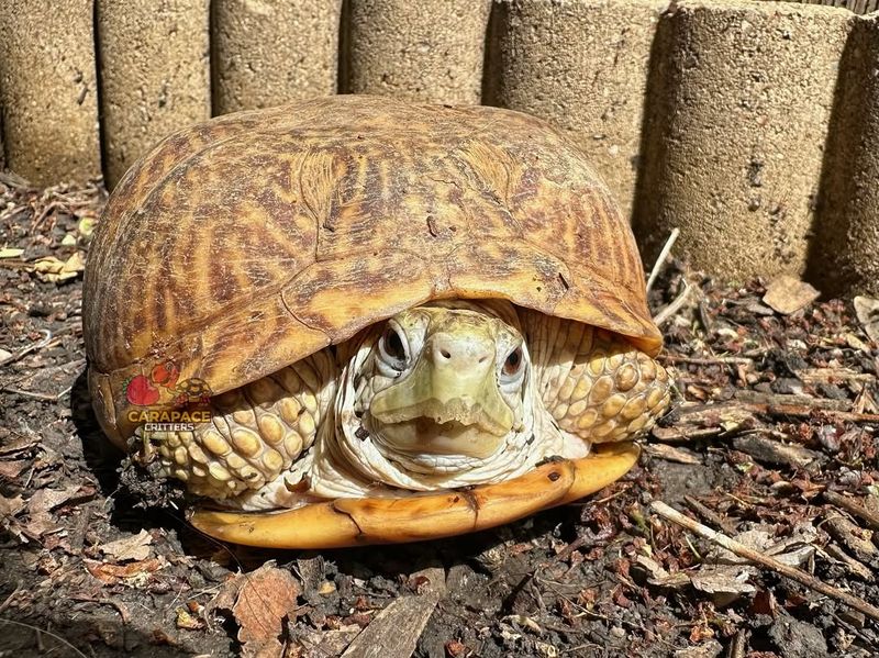 Provide Water Access If It Seems Lost