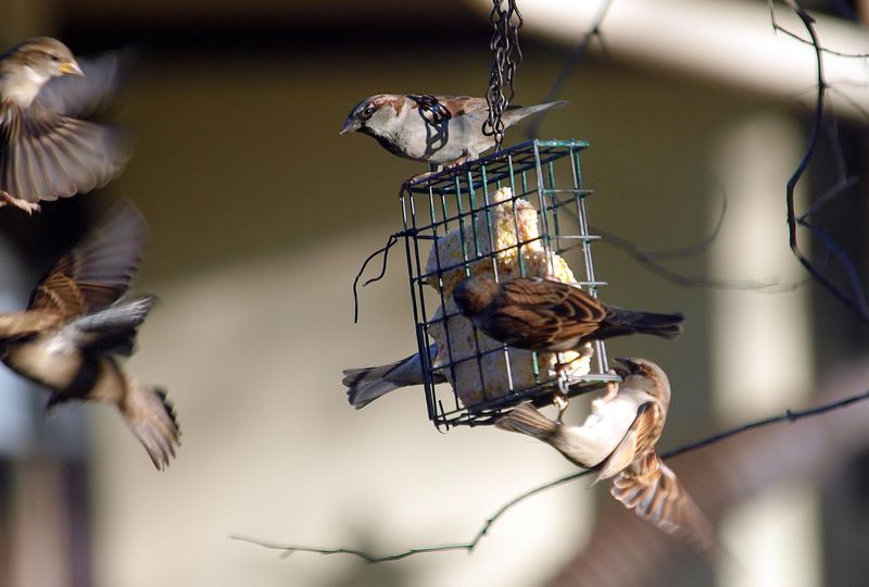 Support Local Ecosystems And Biodiversity In Your Neighborhood