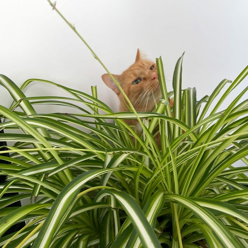 Safe For Pets And Children