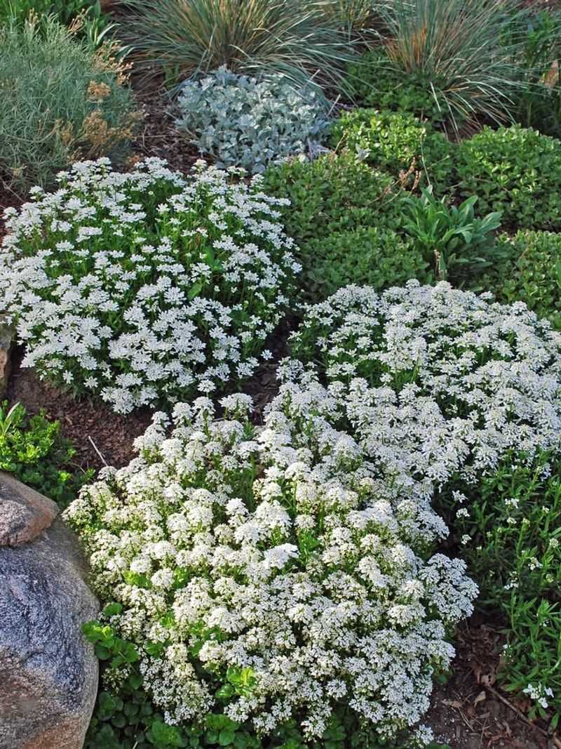 Candytuft