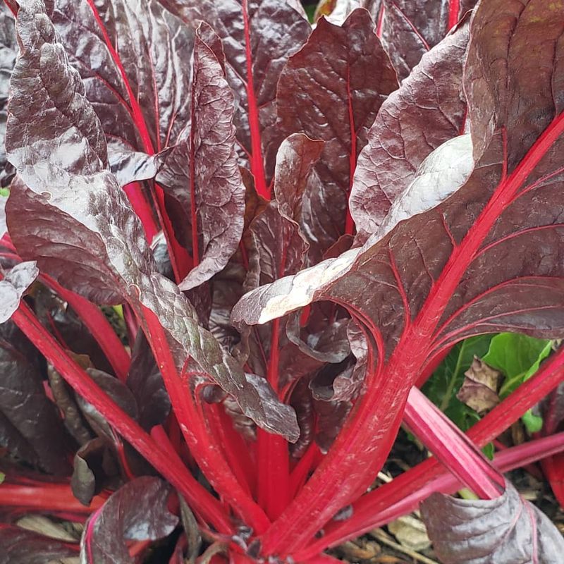 Swiss Chard