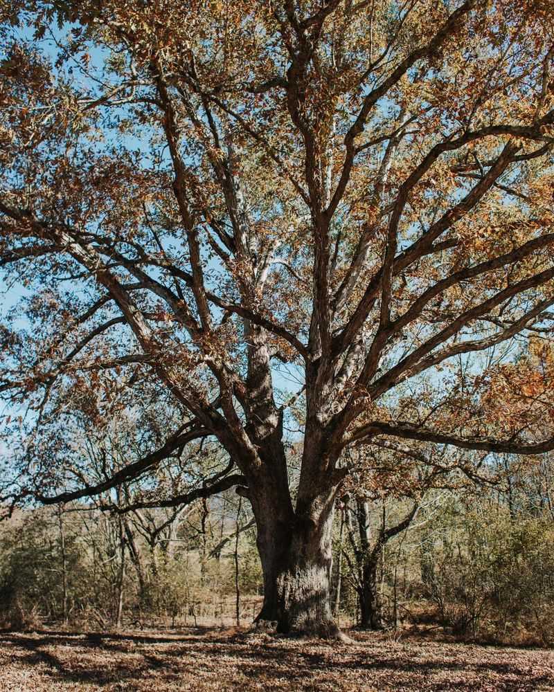 White Oak on Public Land