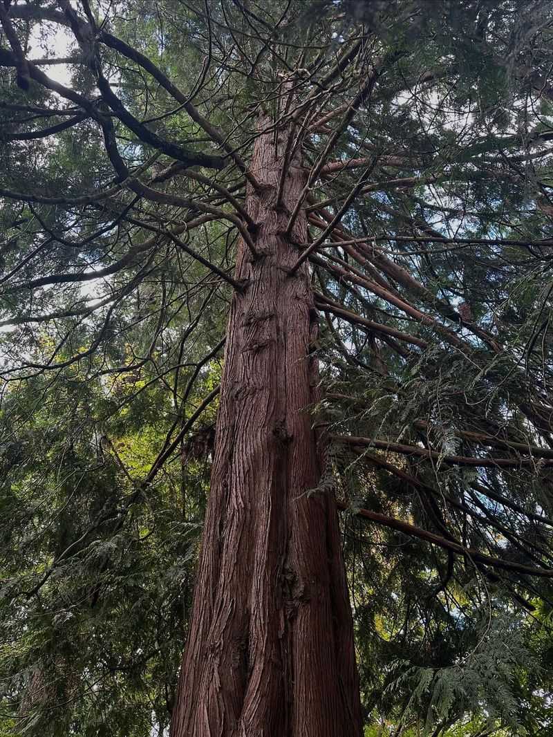 Western Redcedar