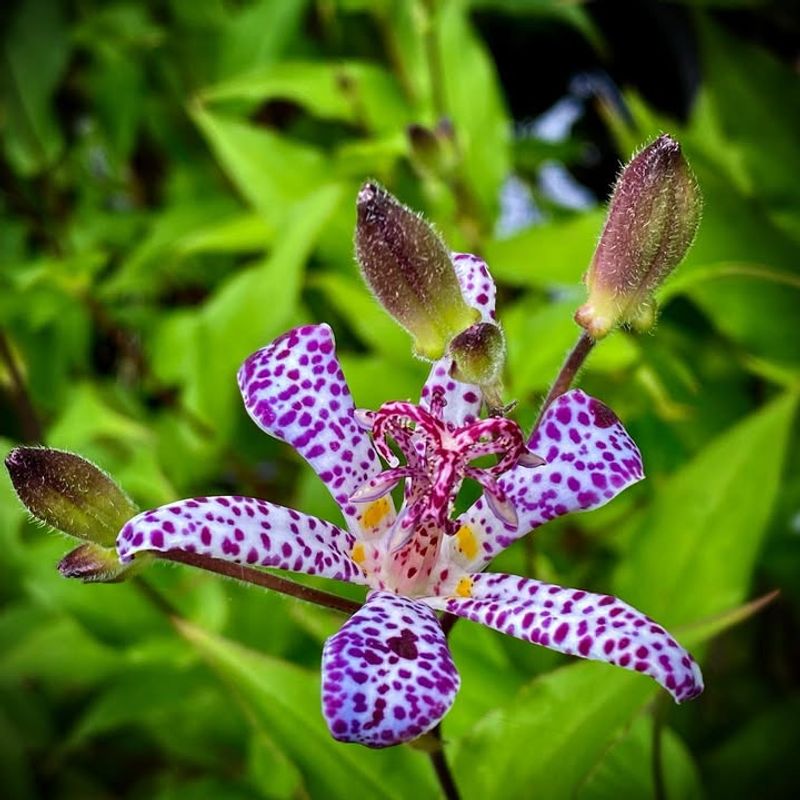 Toad Lily