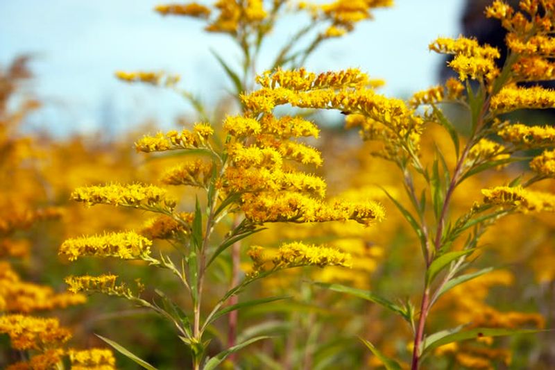 Goldenrod
