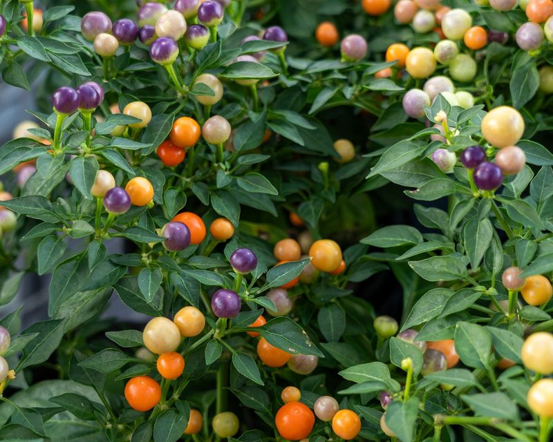 Ornamental Peppers
