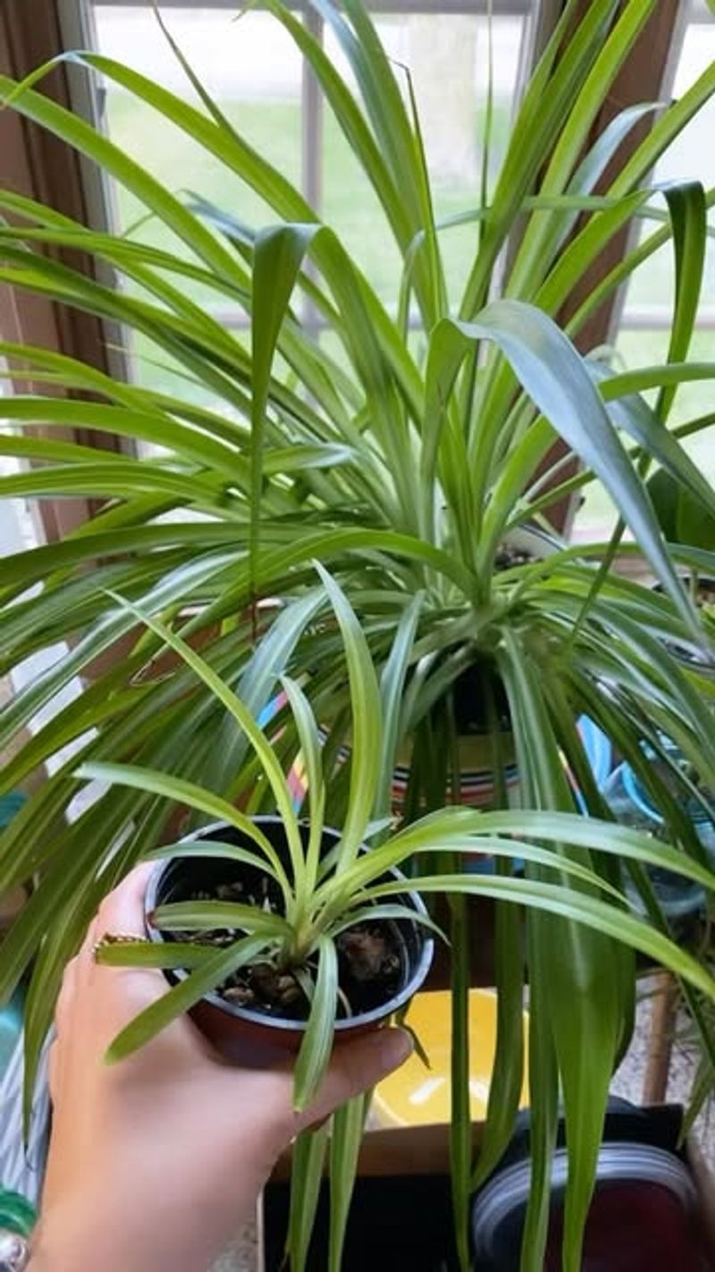 Spider Plants