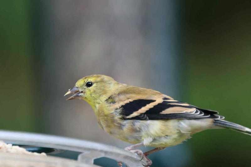 Attract Beautiful Bird Species You Won't See At Seed Feeders